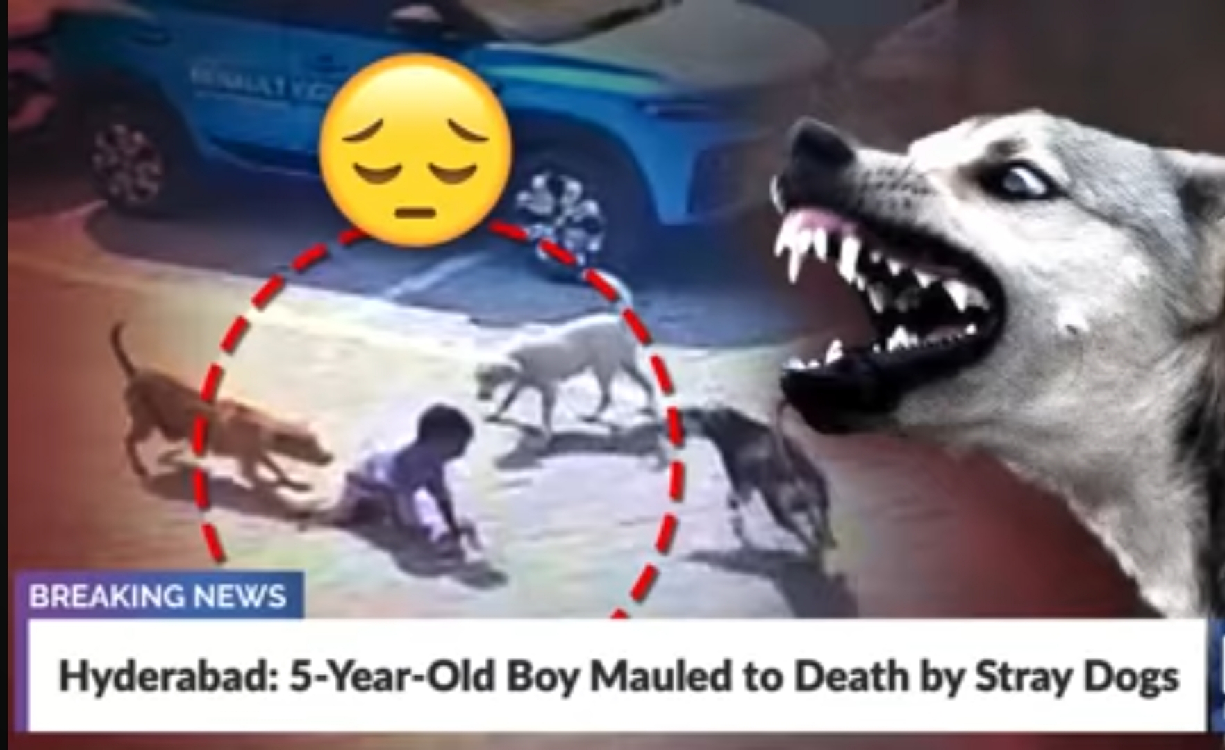 MENACE OF STRAY DOGS